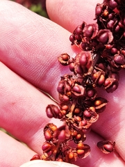 Rumex sanguineus
