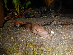 Fastosarion