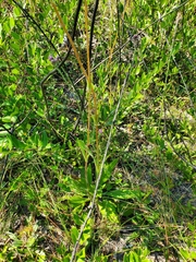 Helianthus heterophyllus