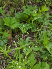Cerastium nutans
