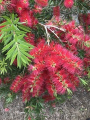 Melaleuca viminalis