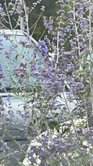 Salvia yangii