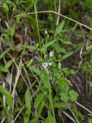 Cerastium nutans