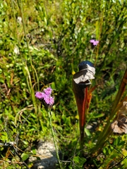 Carphephorus pseudoliatris