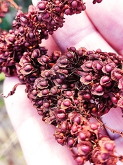 Rumex sanguineus