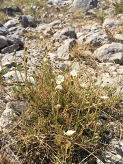 Cherleria capillacea