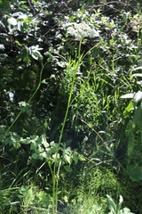 Ostericum palustre
