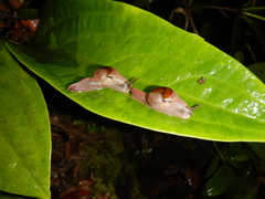 Fastosarion
