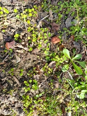Epilobium nummulariifolium