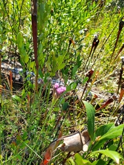 Carphephorus pseudoliatris