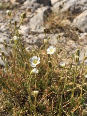 Cherleria capillacea
