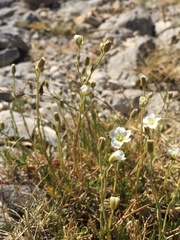 Cherleria capillacea