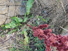 Rumex sanguineus