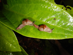 Fastosarion