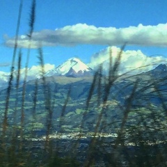 Austroderia richardii