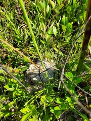 Carphephorus pseudoliatris