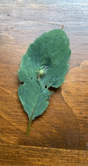 Neolasioptera impatientifolia