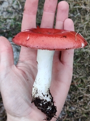 Russula paludosa