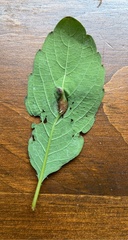 Neolasioptera impatientifolia