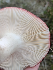 Russula paludosa