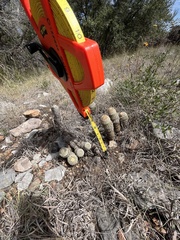 Echinocereus reichenbachii caespitosus