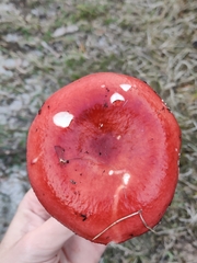 Russula paludosa