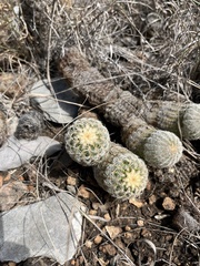 Echinocereus reichenbachii caespitosus