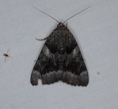 Catocala badia coelebs