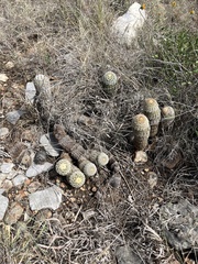Echinocereus reichenbachii caespitosus