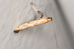 Caloptilia populetorum