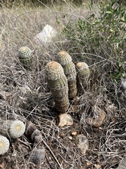 Echinocereus reichenbachii caespitosus