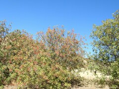 Pistacia terebinthus