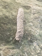 Apoidea