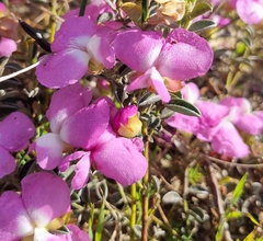 Podalyria calyptrata