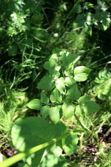 Ostericum palustre