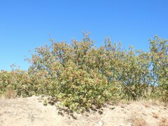 Pistacia terebinthus