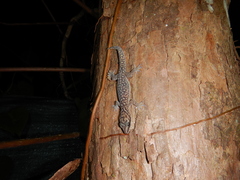 Oedura tryoni