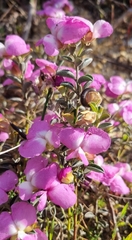 Podalyria calyptrata