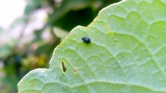 Coccinellidae