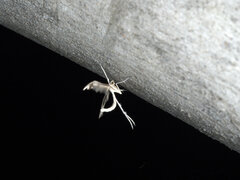 Platyptilia celidotus