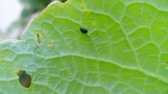Coccinellidae