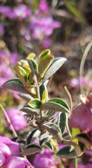 Podalyria calyptrata