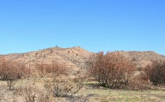 Pistacia terebinthus