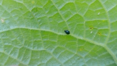 Coccinellidae