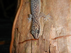 Oedura tryoni