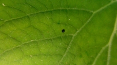 Coccinellidae