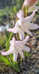 Gladiolus carneus