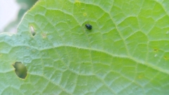Coccinellidae
