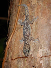 Oedura tryoni