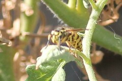 Vespula pensylvanica